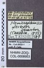 Etiketten zu Hemicrepidius desertor (NHMW-ZOO-COL-0008953)